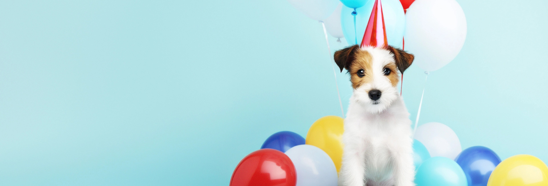 Cute dog with party hat and balloons