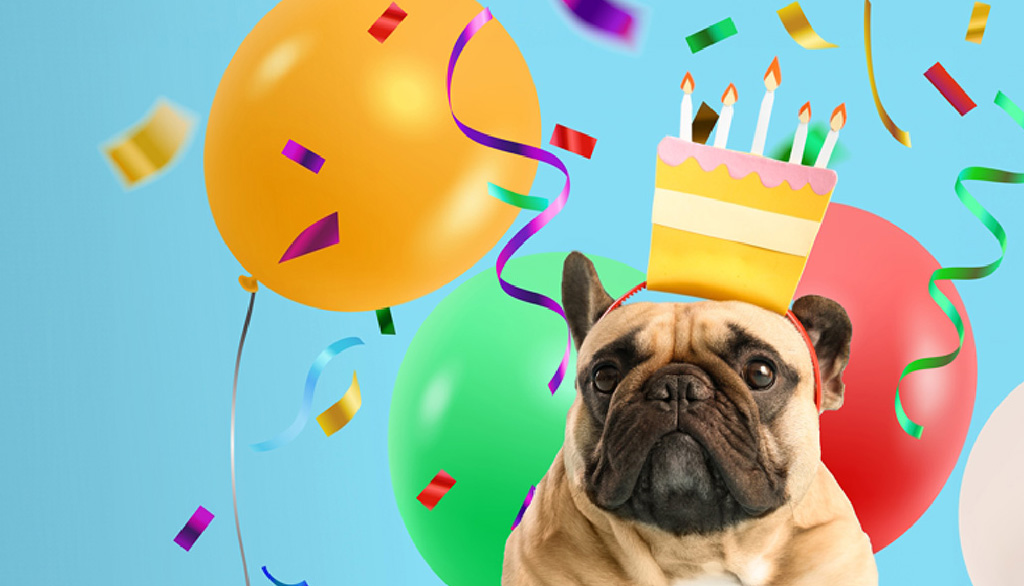 Cute pug with birthday hat and balloons